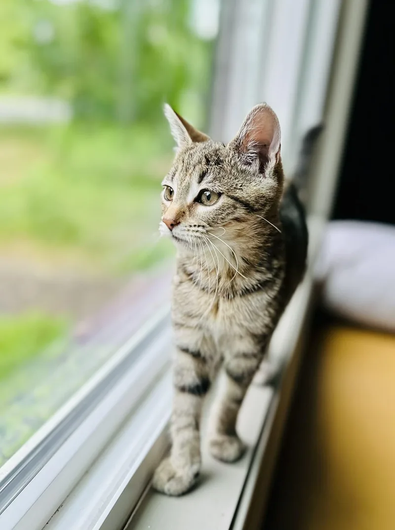 A young medium-sized female Tabby (Gray / Blue / Silver) Domestic Short Hair cat named Fern for adoption in Belchertown, MA