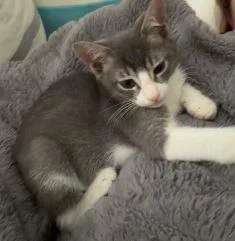 A baby medium-sized female Domestic Short Hair cat named Farfalle for adoption in Lincoln, CA
