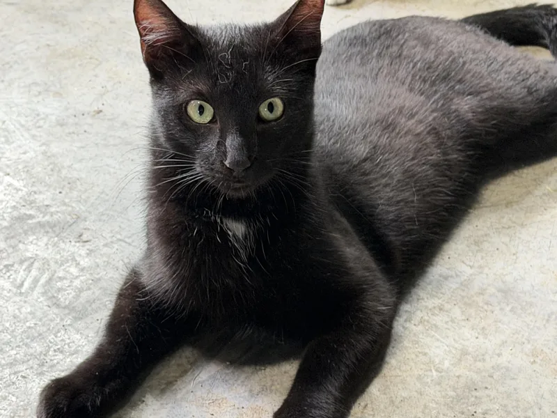 A young medium-sized male Black Domestic Short Hair cat named Midnight for adoption in Stockholm, WI