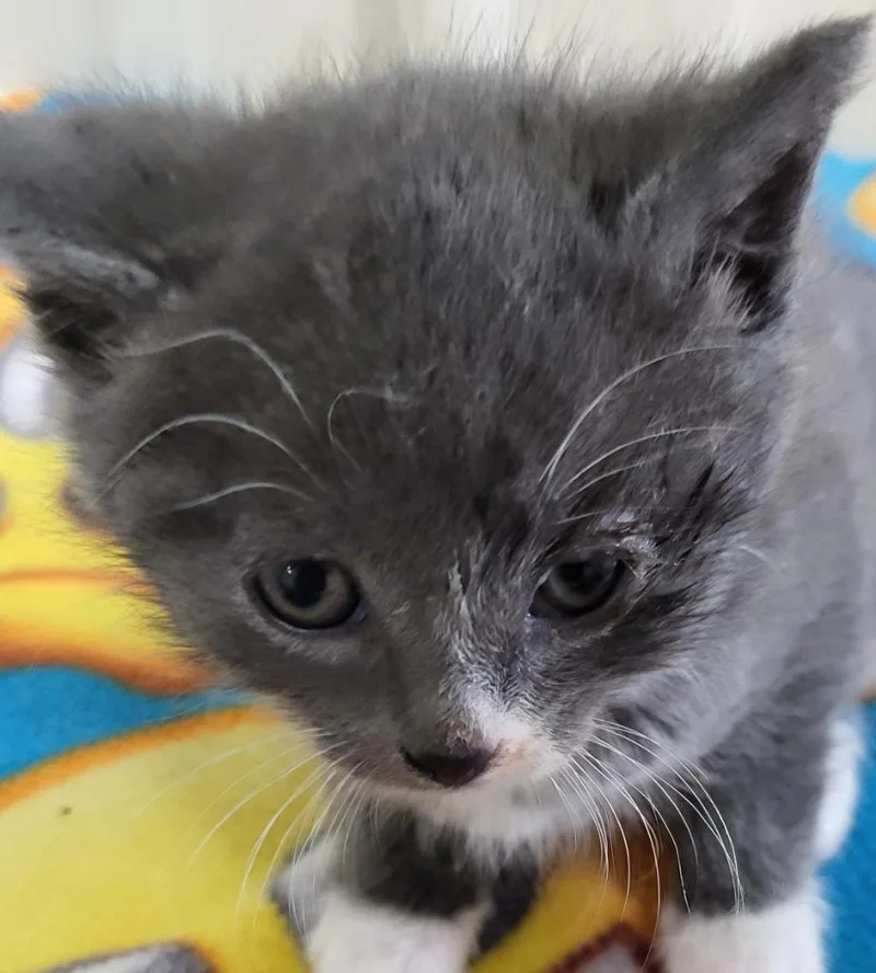A baby medium-sized female Domestic Short Hair cat named Enid for adoption in Medford, WI