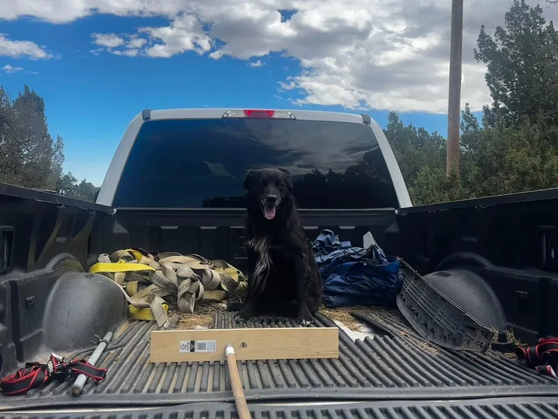 An adult medium-sized male Black Border Collie dog named Joe for adoption in Boulder, CO