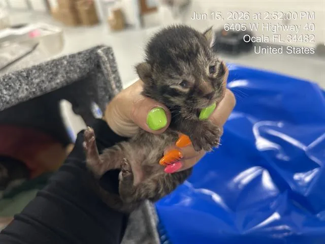 A baby small-sized male Domestic Short Hair cat named Reilly for adoption in Ocala, FL