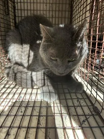 An adult medium-sized female Domestic Short Hair cat named Graybabie for adoption in West Palm Beach, FL
