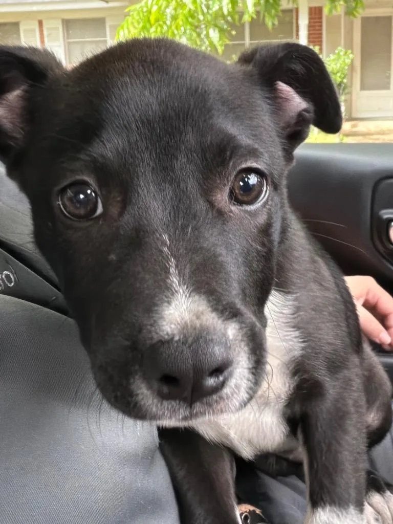 A baby small-sized female Cattle Dog dog named Jp for adoption in Brownwood, TX