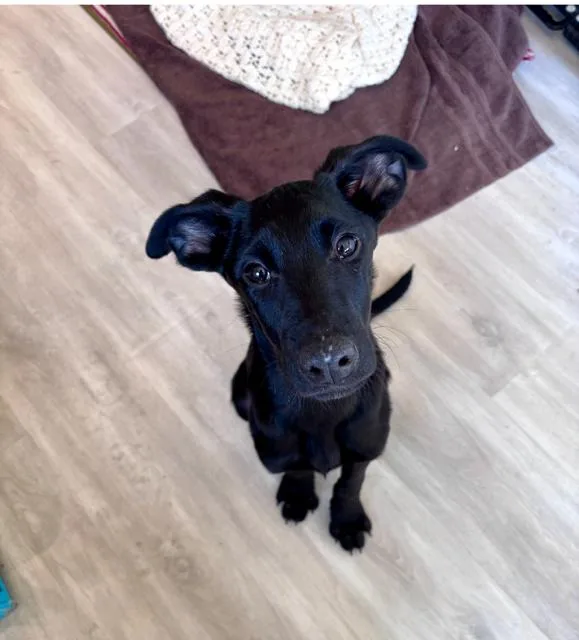 A baby medium-sized male German Shepherd Dog dog named Ollie Dahli for adoption in Midway, UT