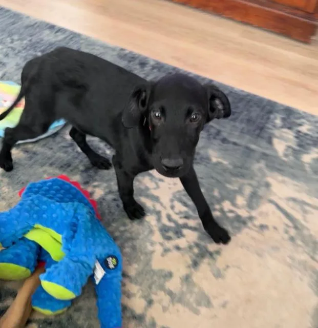 Ollie Dahli thumbnail 2