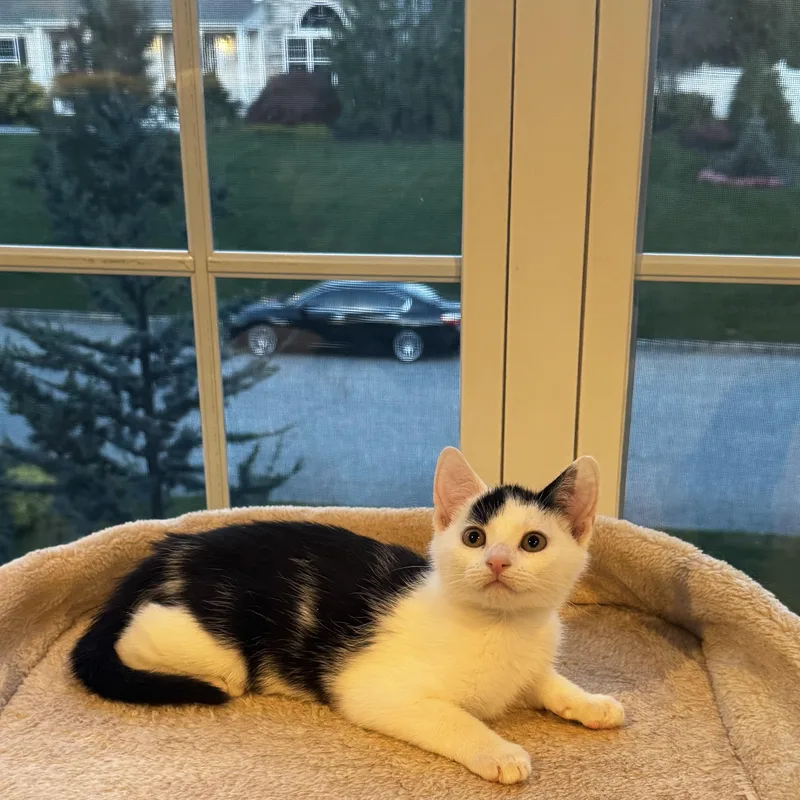 A baby medium-sized male White Domestic Short Hair cat named Doodle for adoption in Moriches, NY