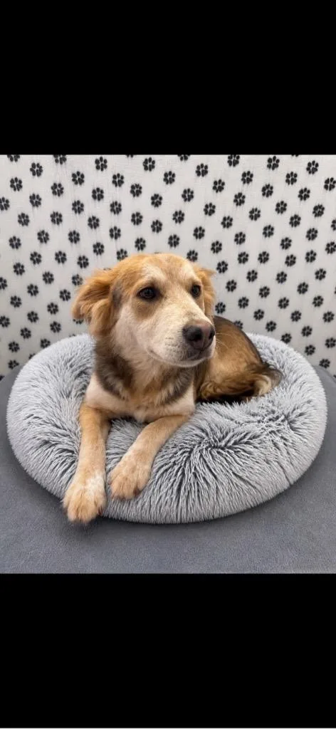 A young medium-sized male Australian Cattle Dog / Blue Heeler dog named Bodhi for adoption in Brookings, OR