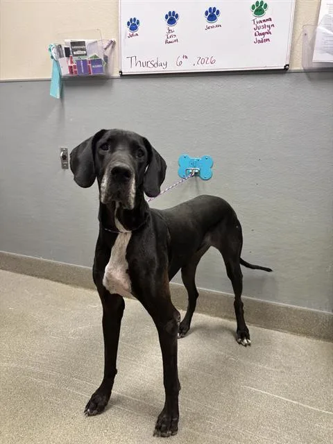 An adult extra large-sized female Great Dane dog named Duchess Maria Nunez for adoption in Las Vegas, NV