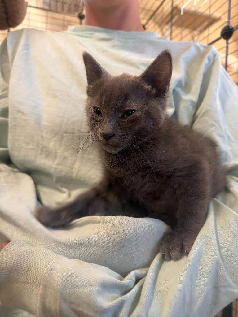 A baby small-sized male Domestic Short Hair cat named SuperNova for adoption in La Verkin, UT