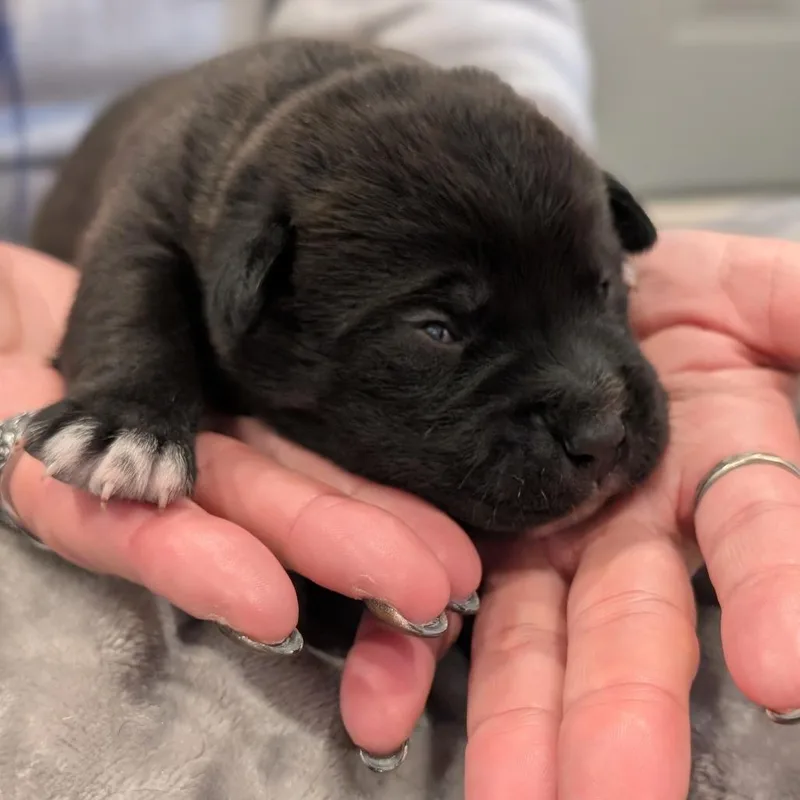 A baby small-sized male Black Mixed Breed dog named Opossum for adoption in Asheville, NC