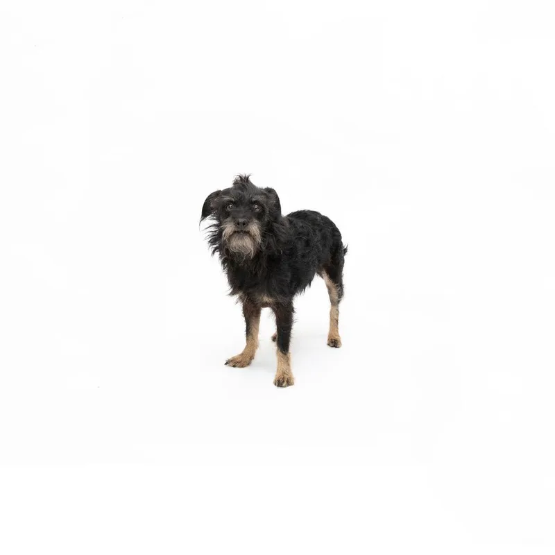 An adult small-sized female Black Mixed Breed dog named Dory for adoption in Playa Vista, CA
