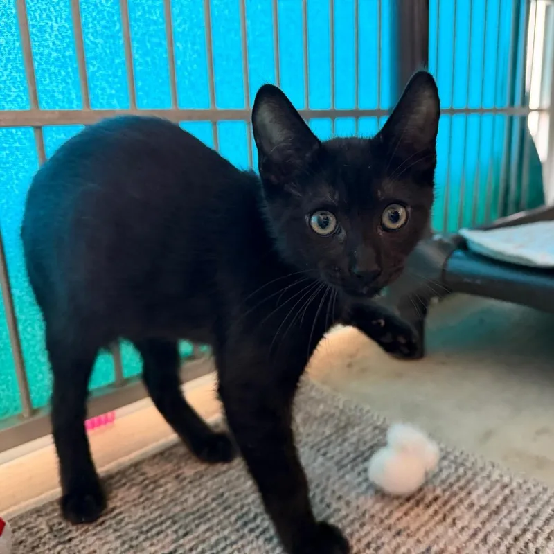 A baby small-sized male Black Domestic Short Hair cat named Meowchael for adoption in Santa Barbara, CA
