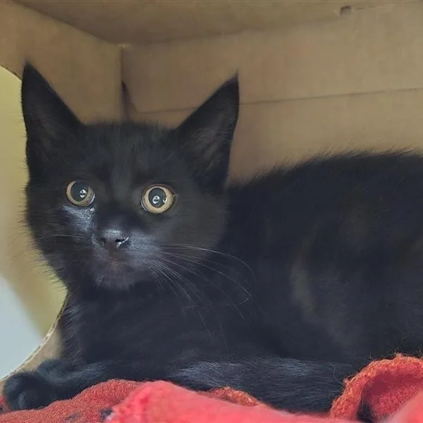 A baby medium-sized male Black Domestic Short Hair cat named Ghost Pepper for adoption in Prince Frederick, MD