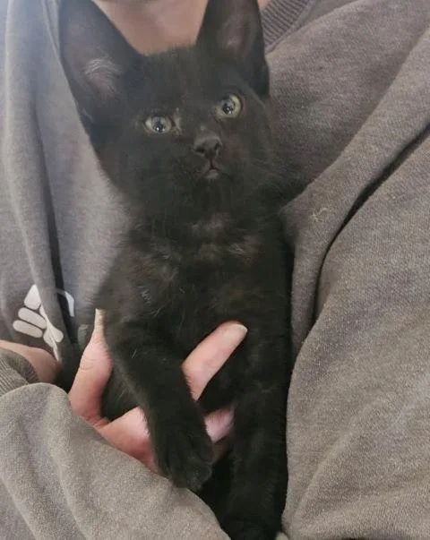 A baby medium-sized male Black Domestic Short Hair cat named Pepper for adoption in Fernley, NV