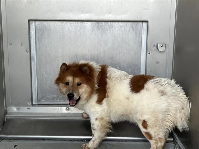 A young medium-sized male Chow Chow dog named Toby for adoption in Lancaster, CA