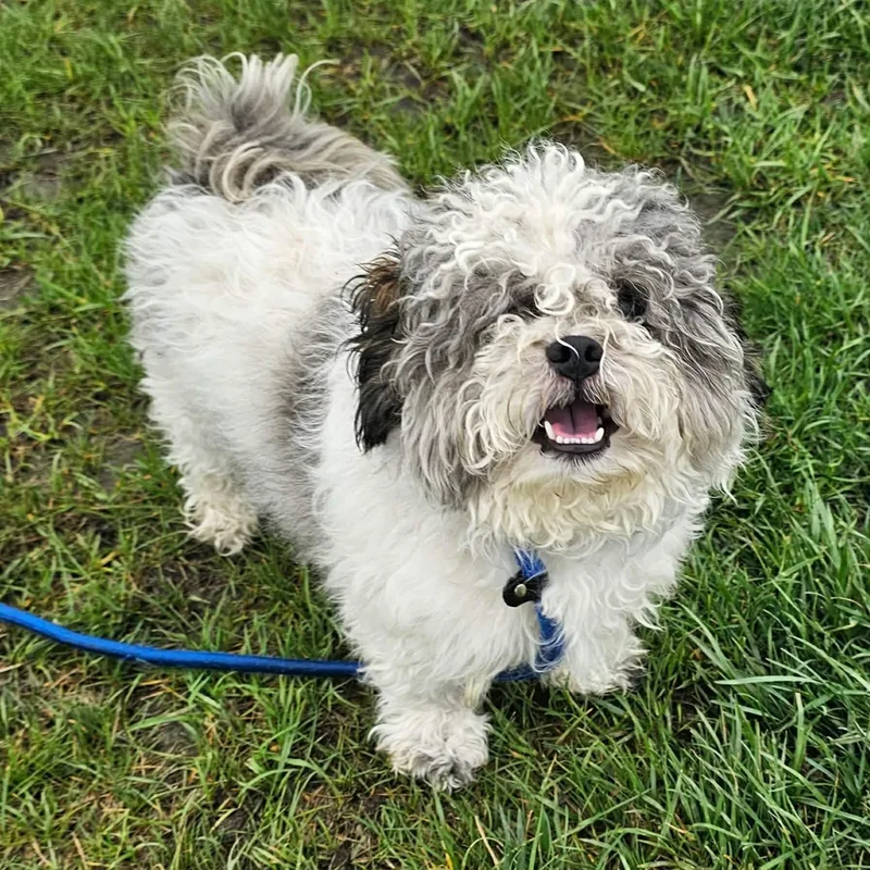 A young small-sized male Poodle dog named Noodles for adoption in Minooka, IL