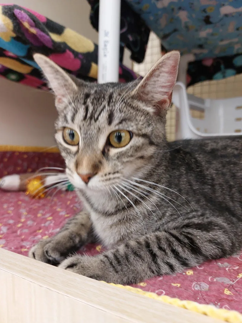 A young medium-sized female Gray & White Domestic Short Hair cat named Sophie for adoption in Plano, TX