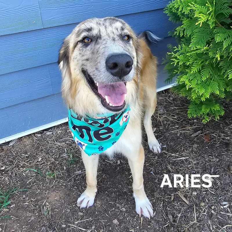 Aries