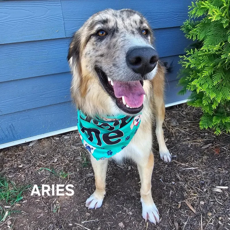 Aries thumbnail 2