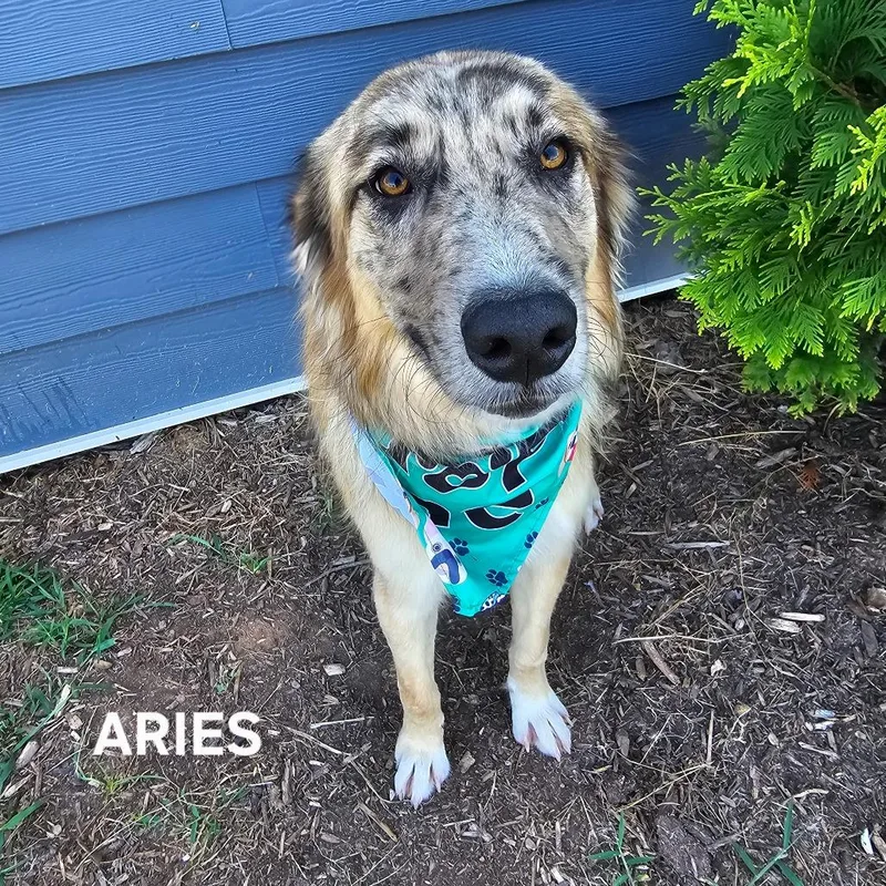 Aries thumbnail 3