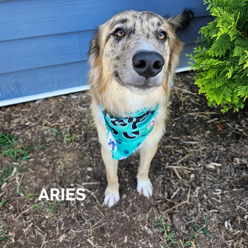 Aries thumbnail 4