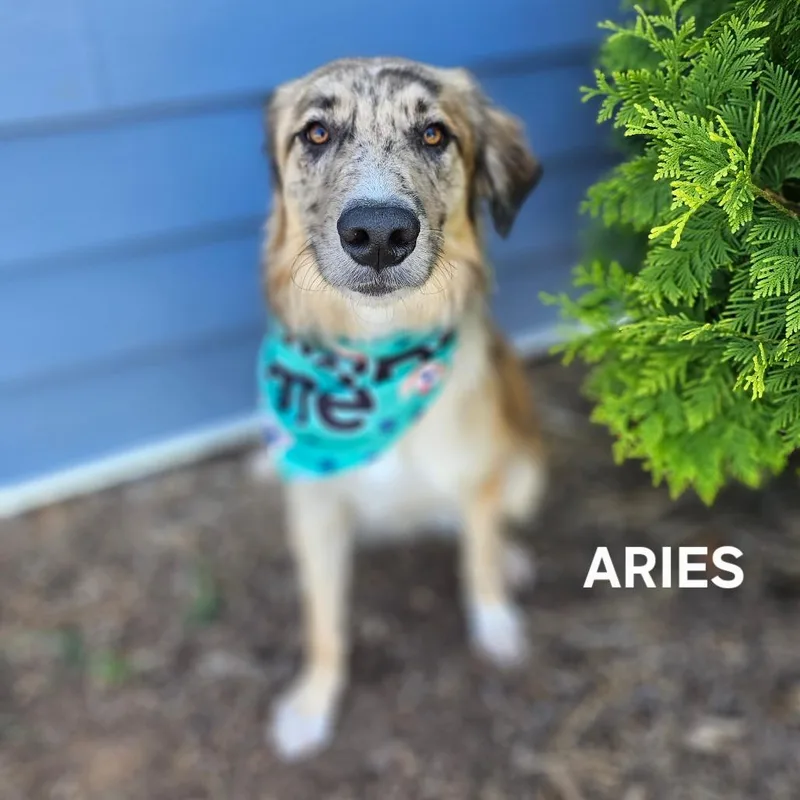 Aries thumbnail 5