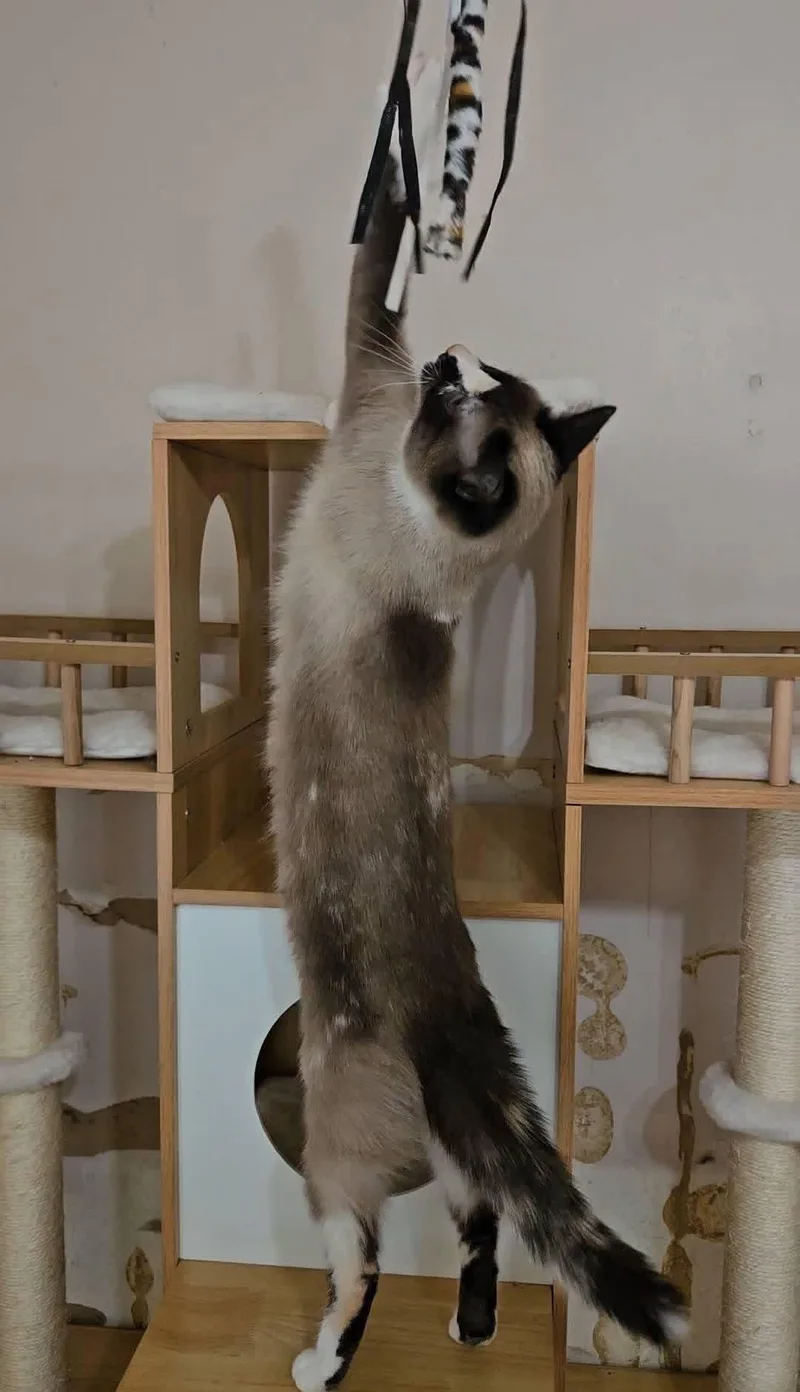 A young medium-sized female Siamese cat named Sky for adoption in China Township, MI