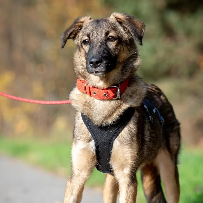 A young medium-sized female Spaniel dog named Mango for adoption in Morristown, NJ