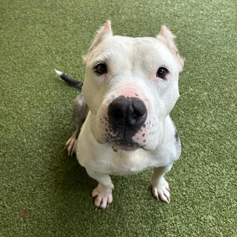An adult medium-sized female Gray / Blue / Silver Pit Bull Terrier dog named Javinchi for adoption in Greensboro, NC