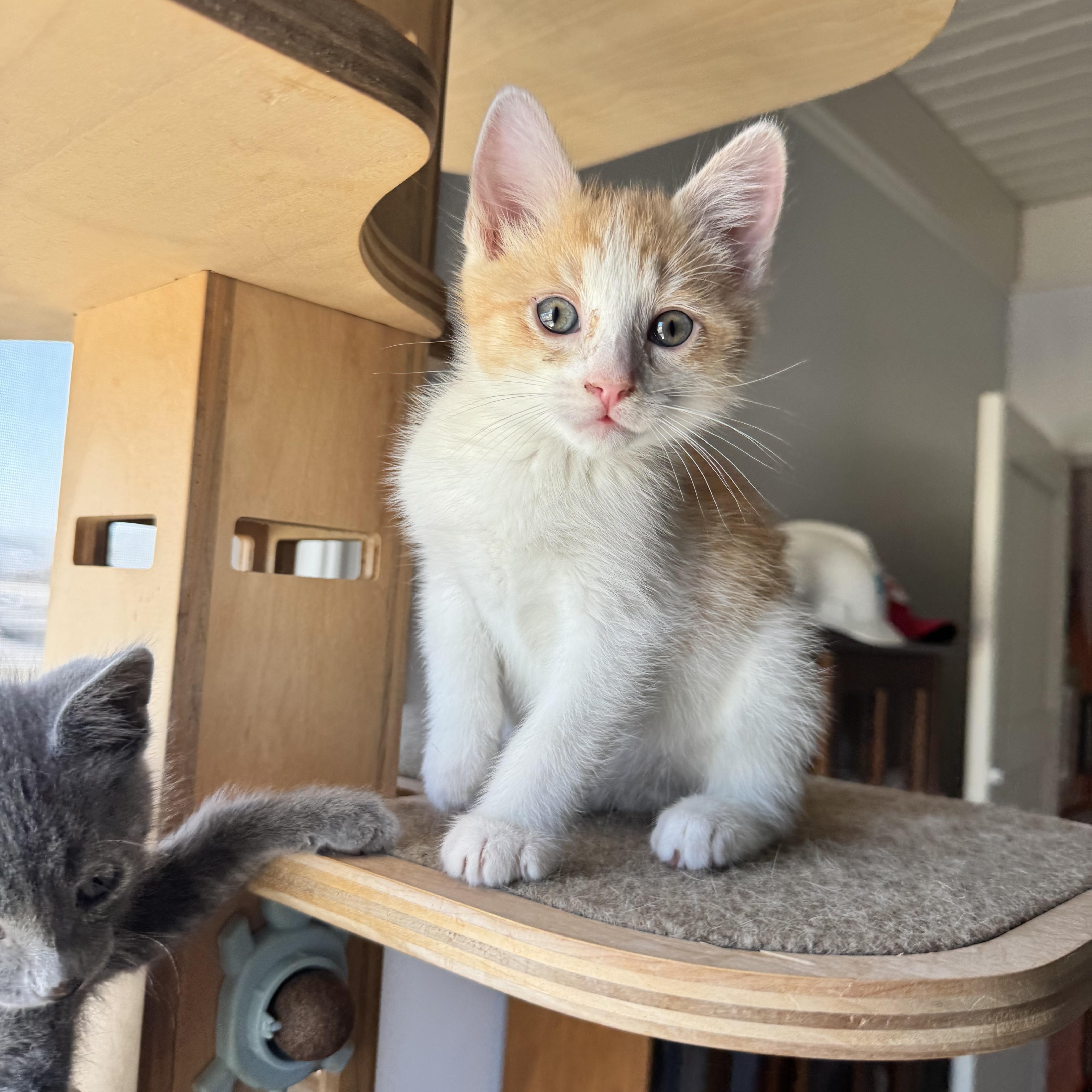 A baby medium-sized male Orange & White Domestic Short Hair cat named Cheese Ball Bonded With for adoption in San Francisco, CA