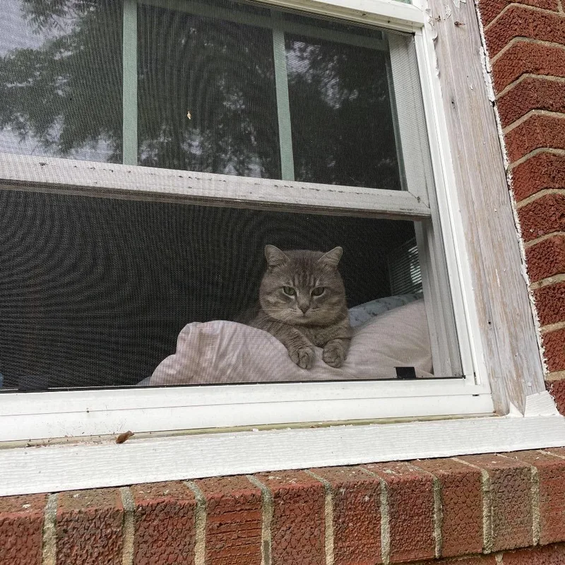 An adult large-sized male Gray / Blue / Silver Domestic Short Hair cat named Frank for adoption in Greensboro, NC