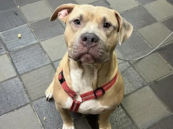 An adult medium-sized male Mixed Breed dog named Lucky Charm for adoption in New York, NY