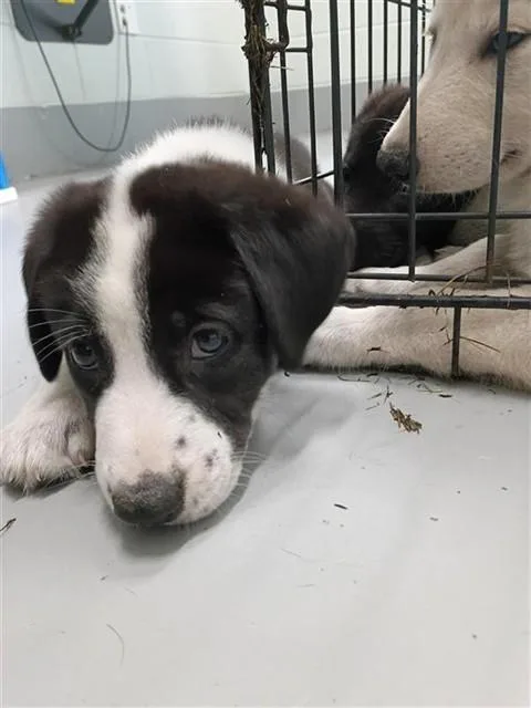 A baby small-sized male Labrador Retriever dog named Dallas for adoption in Corpus Christi, TX