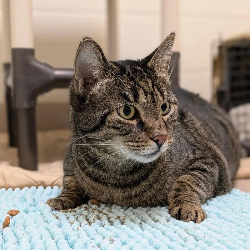 A senior extra large-sized female Brown / Chocolate Domestic Short Hair cat named Amelia Bedelia for adoption in South Burlington, VT