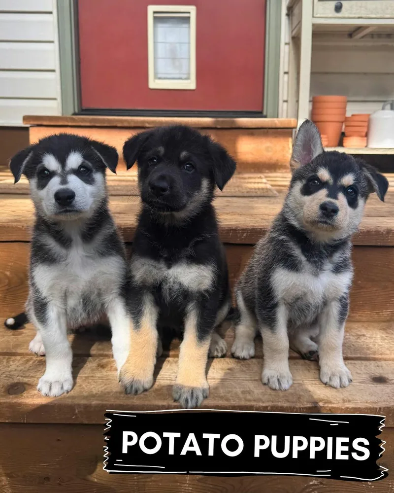 Potato Puppies thumbnail 2