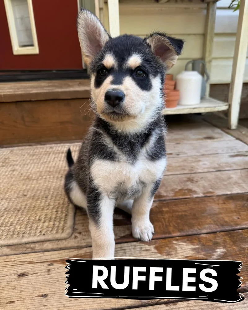 Potato Puppies thumbnail 5