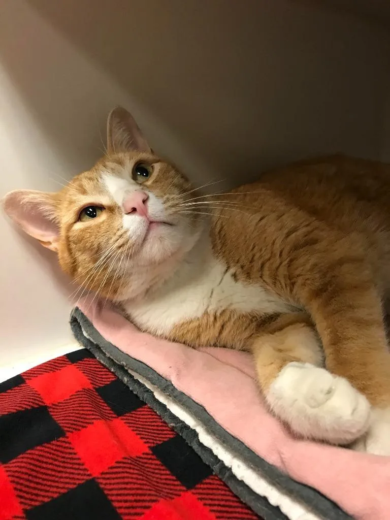 An adult medium-sized male Domestic Short Hair cat named DamarioGil for adoption in Johnson City, TN