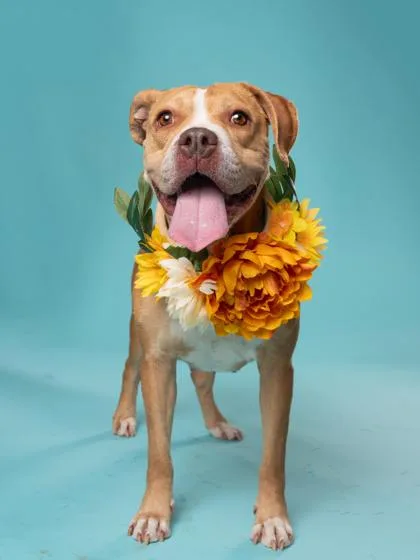 An adult medium-sized female Pit Bull Terrier dog named Marge for adoption in Atlanta, GA