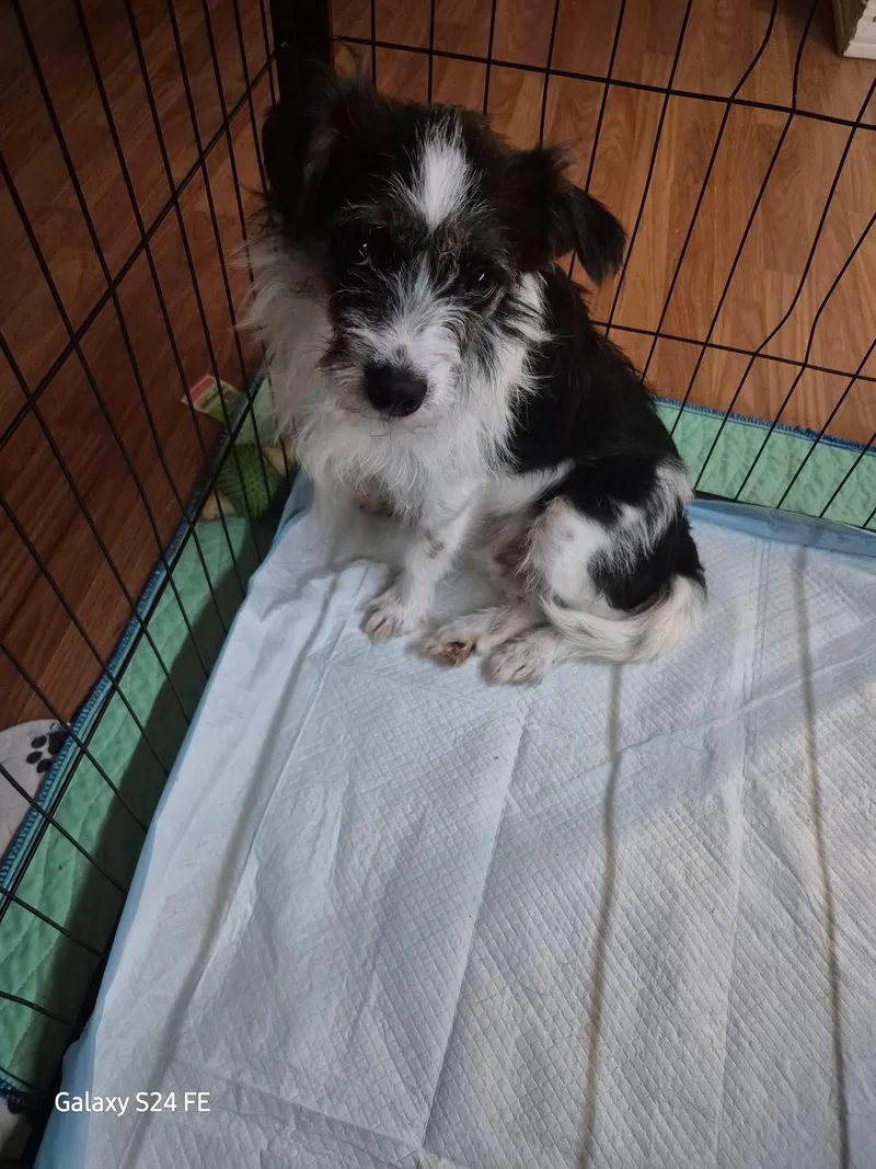 An adult small-sized male Jack Russell Terrier dog named Syd for adoption in Knoxville, TN