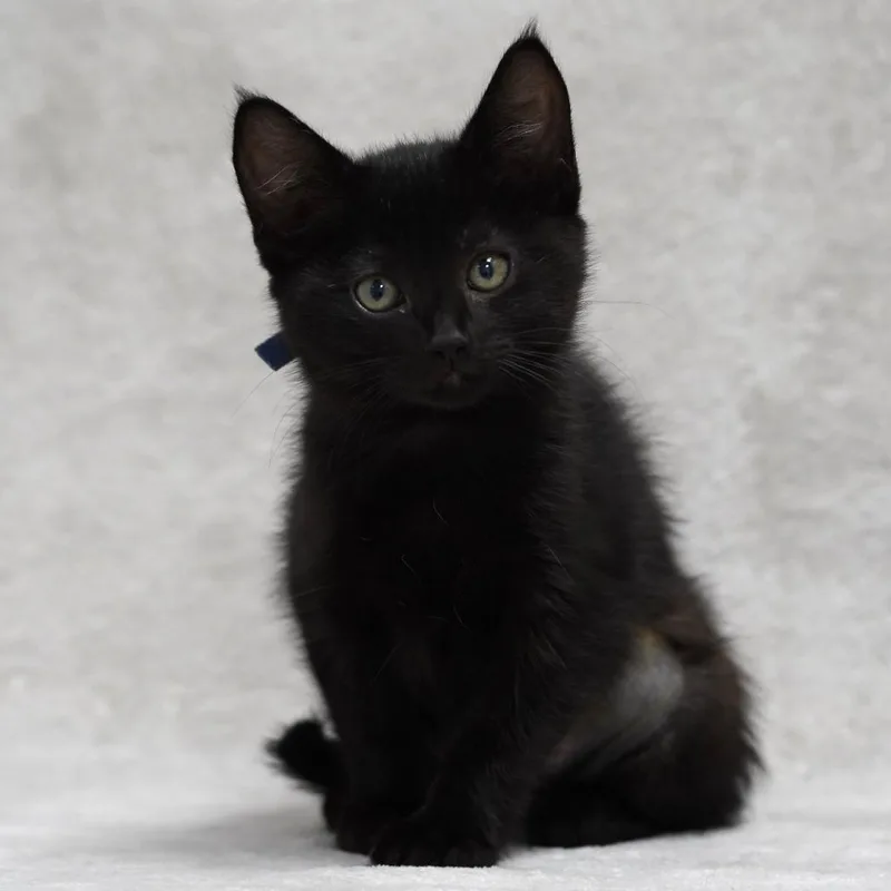 A baby small-sized female Black Domestic Short Hair cat named Herberta for adoption in Sunnyvale, CA
