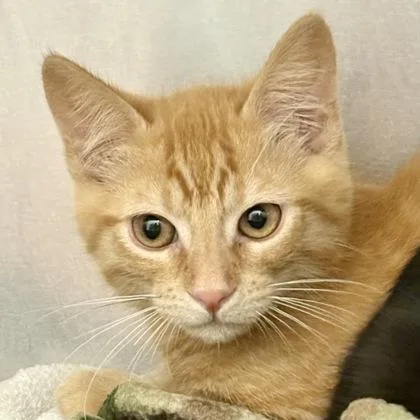 A baby medium-sized male Domestic Short Hair cat named Cheddar for adoption in Sacramento, CA