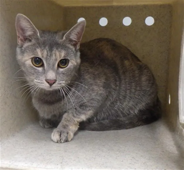 A young medium-sized female Domestic Short Hair cat named Bea for adoption in Augusta, GA