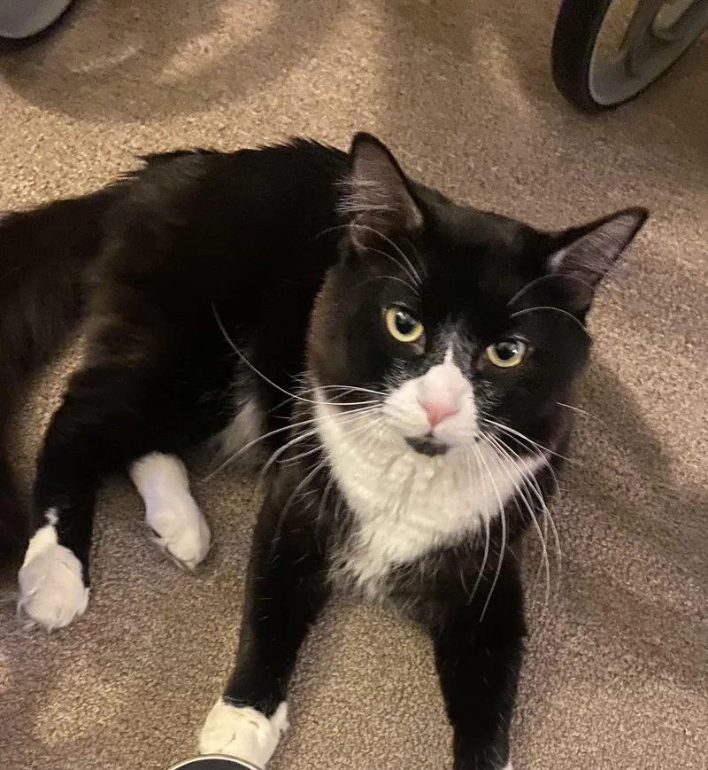 A young large-sized male Black & White / Tuxedo Domestic Short Hair cat named Jupiter for adoption in Seattle, WA