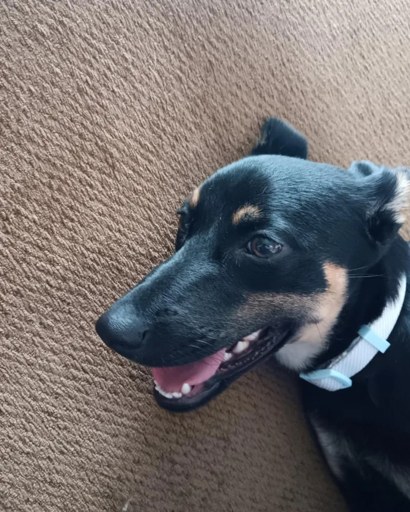 A young medium-sized female Australian Kelpie dog named Lolly for adoption in merrillville, IN