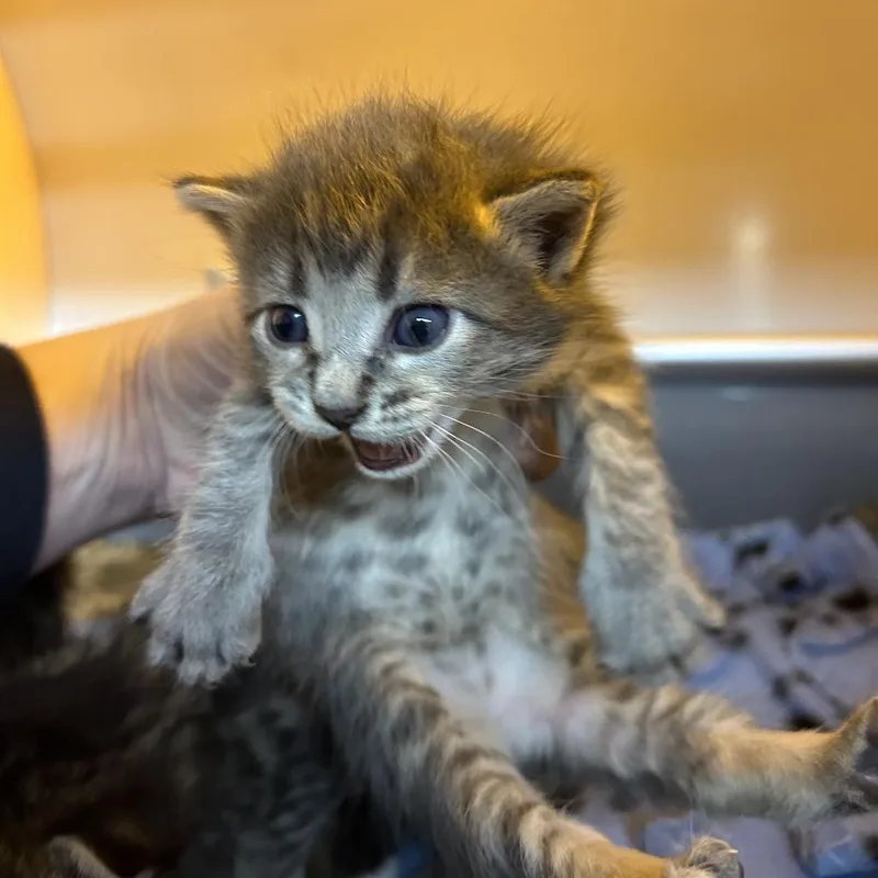 A baby small-sized female Gray / Blue / Silver Domestic Medium Hair cat named Mochi for adoption in Pauls Valley, OK