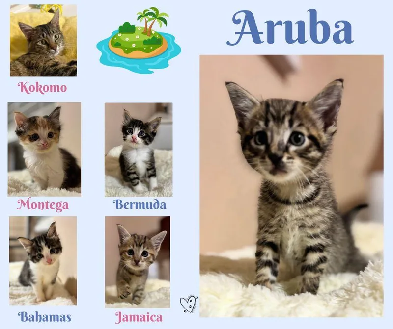 Aruba thumbnail 3
