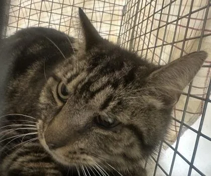 A young medium-sized male Domestic Short Hair cat named Mojo for adoption in Palm Coast, FL