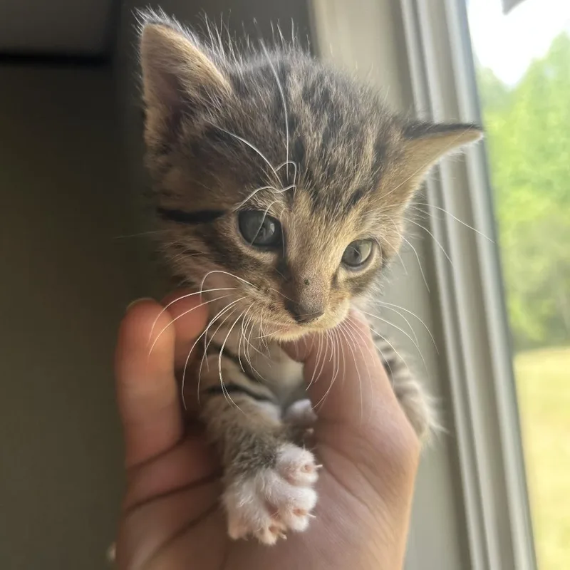 A baby small-sized male Black Domestic Short Hair cat named Ballard for adoption in Montgomery, AL