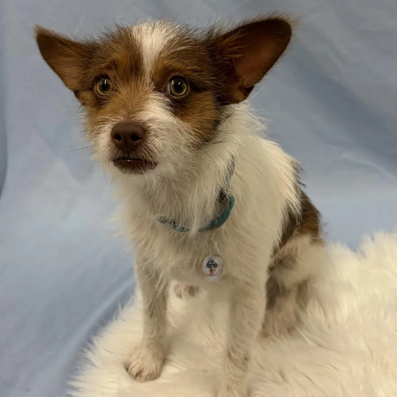 A baby small-sized male Brown / Chocolate Parson Russell Terrier dog named Chico for adoption in Phoenix, AZ